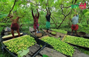 পেয়ারা বাগান,বরিশাল।